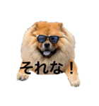 Lilo the Chow 2020（個別スタンプ：13）
