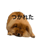 Lilo the Chow 2020（個別スタンプ：14）