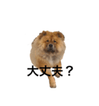 Lilo the Chow 2020（個別スタンプ：15）