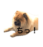 Lilo the Chow 2020（個別スタンプ：16）