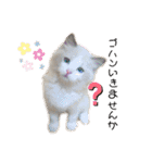 もふもふシュンちゃん①（個別スタンプ：17）