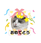 もふもふシュンちゃん①（個別スタンプ：18）