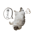 もふもふシュンちゃん①（個別スタンプ：25）