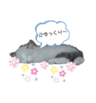 もふもふシュンちゃん①（個別スタンプ：29）