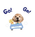 サイトウ家のイヌ達（個別スタンプ：16）