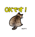 お尻シリーズ 1 日本ねこ キジトラ（個別スタンプ：2）