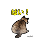 お尻シリーズ 1 日本ねこ キジトラ（個別スタンプ：3）