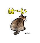 お尻シリーズ 1 日本ねこ キジトラ（個別スタンプ：4）