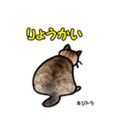 お尻シリーズ 1 日本ねこ キジトラ（個別スタンプ：5）