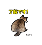 お尻シリーズ 1 日本ねこ キジトラ（個別スタンプ：6）