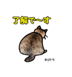 お尻シリーズ 1 日本ねこ キジトラ（個別スタンプ：7）