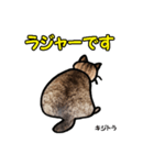 お尻シリーズ 1 日本ねこ キジトラ（個別スタンプ：8）