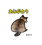 お尻シリーズ 1 日本ねこ キジトラ（個別スタンプ：9）