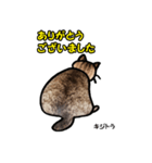 お尻シリーズ 1 日本ねこ キジトラ（個別スタンプ：10）