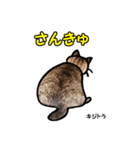 お尻シリーズ 1 日本ねこ キジトラ（個別スタンプ：11）