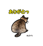 お尻シリーズ 1 日本ねこ キジトラ（個別スタンプ：12）