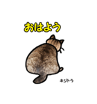 お尻シリーズ 1 日本ねこ キジトラ（個別スタンプ：13）