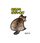 お尻シリーズ 1 日本ねこ キジトラ（個別スタンプ：14）