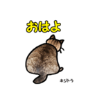 お尻シリーズ 1 日本ねこ キジトラ（個別スタンプ：15）