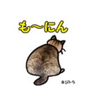 お尻シリーズ 1 日本ねこ キジトラ（個別スタンプ：16）