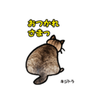 お尻シリーズ 1 日本ねこ キジトラ（個別スタンプ：17）