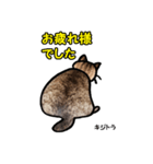 お尻シリーズ 1 日本ねこ キジトラ（個別スタンプ：18）