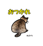 お尻シリーズ 1 日本ねこ キジトラ（個別スタンプ：19）