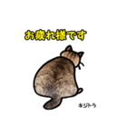 お尻シリーズ 1 日本ねこ キジトラ（個別スタンプ：20）