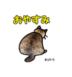 お尻シリーズ 1 日本ねこ キジトラ（個別スタンプ：21）