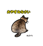 お尻シリーズ 1 日本ねこ キジトラ（個別スタンプ：22）