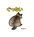 お尻シリーズ 1 日本ねこ キジトラ（個別スタンプ：23）