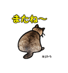 お尻シリーズ 1 日本ねこ キジトラ（個別スタンプ：24）