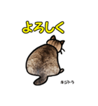 お尻シリーズ 1 日本ねこ キジトラ（個別スタンプ：25）