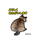 お尻シリーズ 1 日本ねこ キジトラ（個別スタンプ：26）