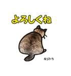 お尻シリーズ 1 日本ねこ キジトラ（個別スタンプ：27）