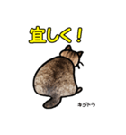 お尻シリーズ 1 日本ねこ キジトラ（個別スタンプ：28）