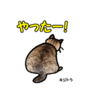 お尻シリーズ 1 日本ねこ キジトラ（個別スタンプ：29）