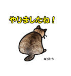 お尻シリーズ 1 日本ねこ キジトラ（個別スタンプ：30）