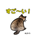 お尻シリーズ 1 日本ねこ キジトラ（個別スタンプ：31）