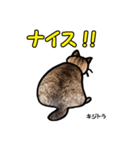 お尻シリーズ 1 日本ねこ キジトラ（個別スタンプ：32）