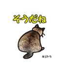 お尻シリーズ 1 日本ねこ キジトラ（個別スタンプ：33）