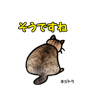 お尻シリーズ 1 日本ねこ キジトラ（個別スタンプ：34）