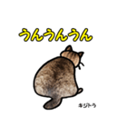 お尻シリーズ 1 日本ねこ キジトラ（個別スタンプ：36）