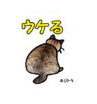 お尻シリーズ 1 日本ねこ キジトラ（個別スタンプ：37）