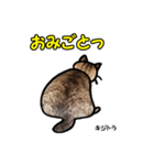 お尻シリーズ 1 日本ねこ キジトラ（個別スタンプ：40）