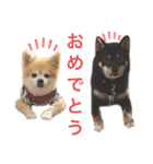 【関西弁】ポメラニアン✖️チワワ＆黒柴（個別スタンプ：11）