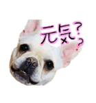 うちのきなこ！！（個別スタンプ：8）
