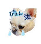 うちのきなこ！！（個別スタンプ：13）