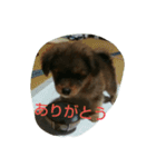 まめ's LIFE（個別スタンプ：1）