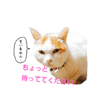 ゆかいなかりんくん！（個別スタンプ：23）